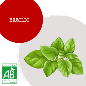 basilic