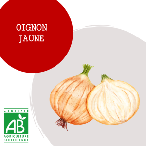 oignon_jaune_1