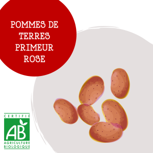 pdt_primeur_rose