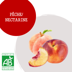 pechenectarine_1