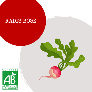radis_rose
