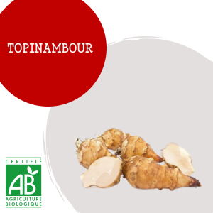 topinambour